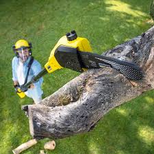 How Our Tree Care Process Works  in  Villas, NJ