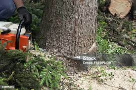 Reliable Villas, NJ Tree Removal Solutions